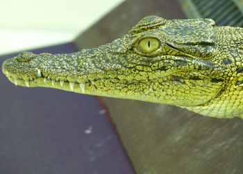 Juvenile crocodile