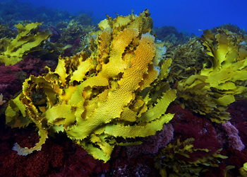 Kelp