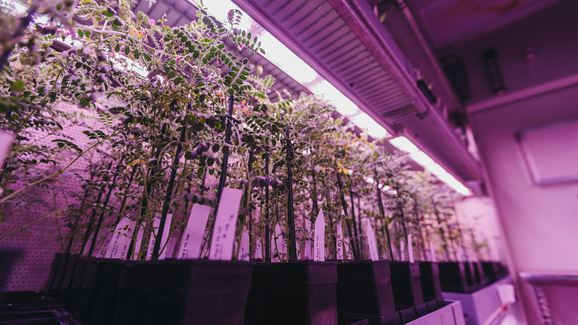 Plants in a controlled environment room at UWA’s Plant Growth Facility