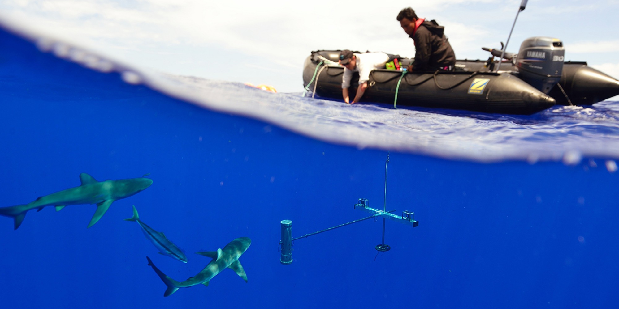Underwater stereo cameras to record fish presence and abundance