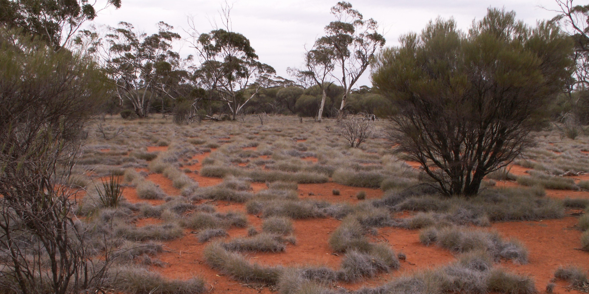 Australian native vegetation