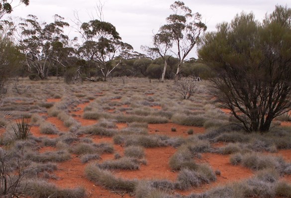 Australian native vegetation