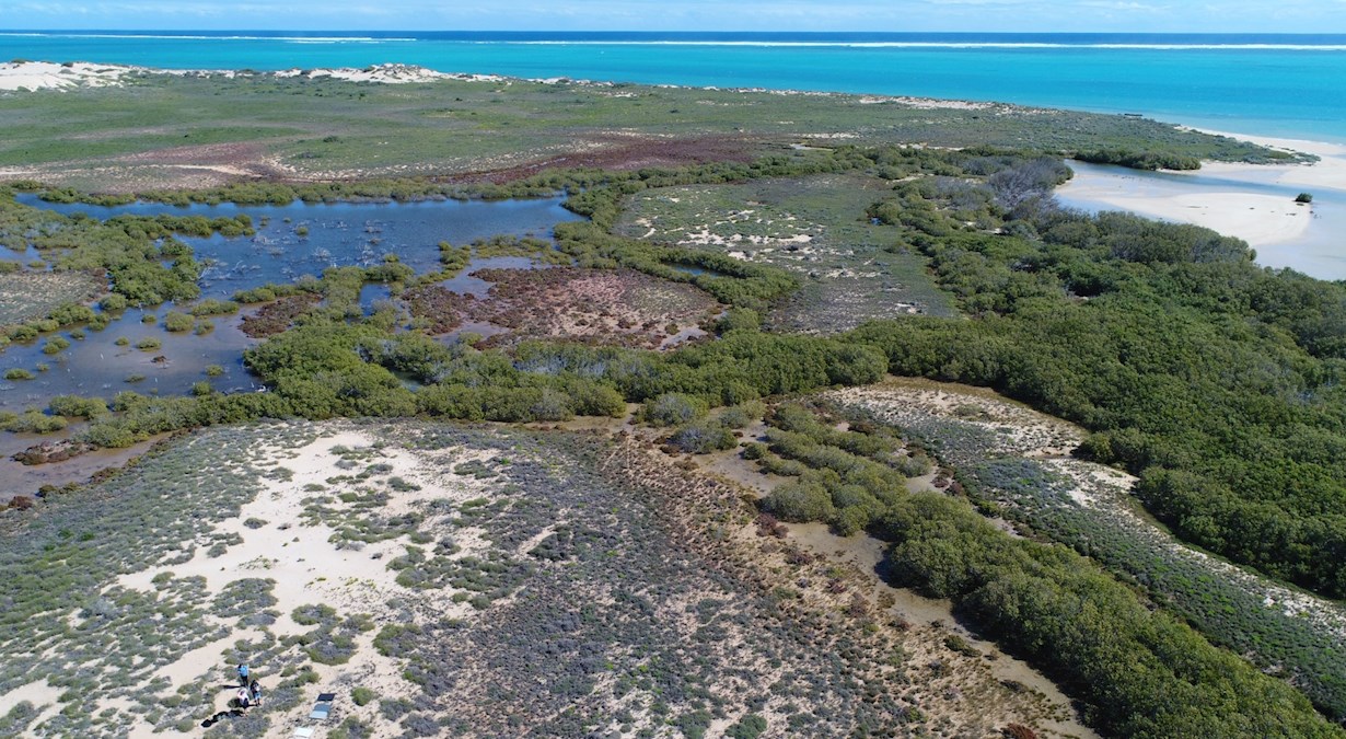Coastal mangrove