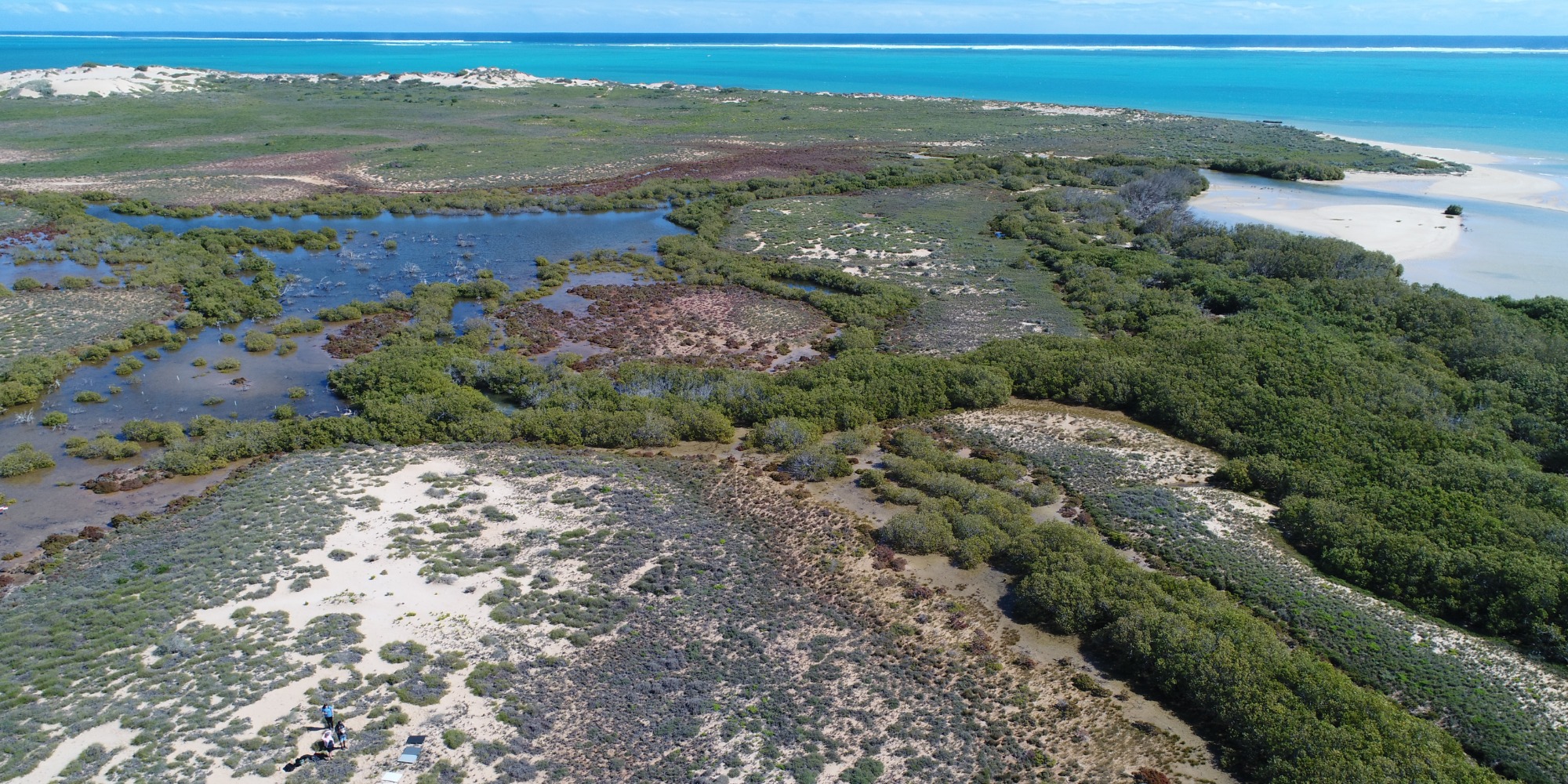 Coastal mangrove