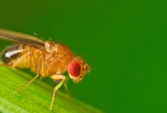 Male fruit fly (Drosophila Melanogaster) on a blade of grass