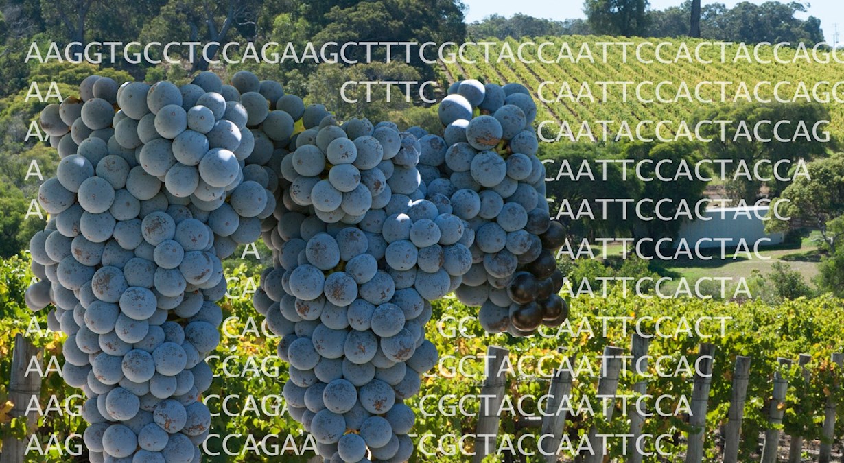 Clonal variation in grapes