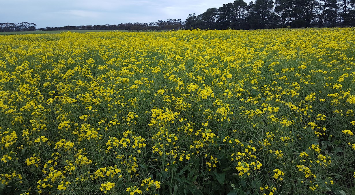field of yellow flowering canola plants