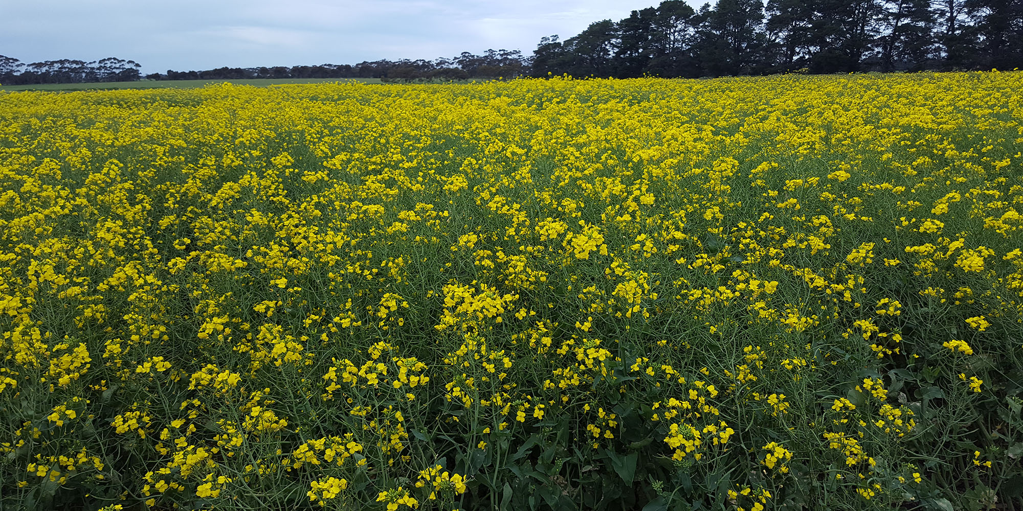 field of yellow flowering canola plants