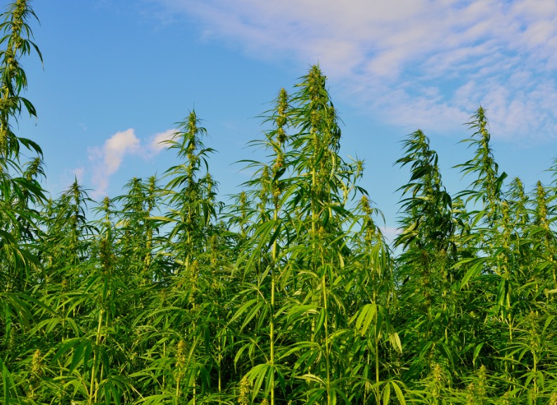 Optimising industrial hemp as a new fiber crop in evolving agriculture