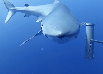Blue shark