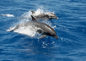 Dolphins