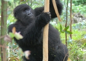 Mountain gorilla