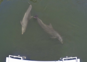 Dolphins approaching