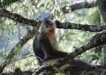 The enigmatic and endangered black-and-white snub-nosed monkey