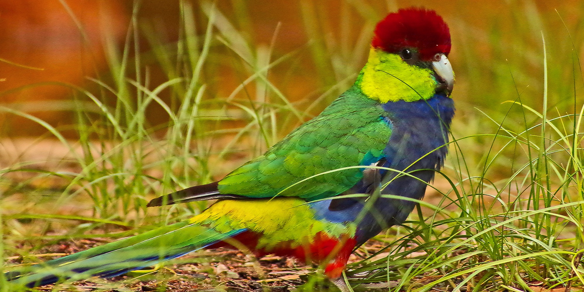 Colourful bird, very cute