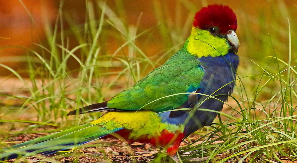 Colourful bird, very cute