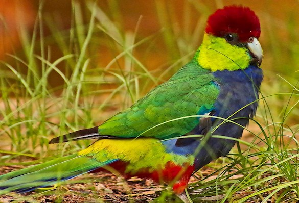 Colourful bird, very cute