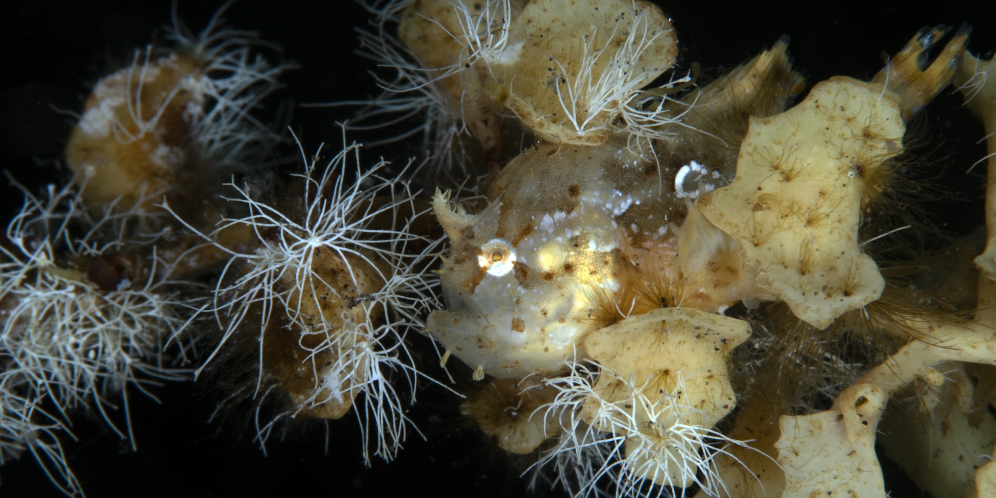 A rare Sargassum Frogfish - Histrio histrio. Underwater world of Tulamben, Bali, Indonesia.