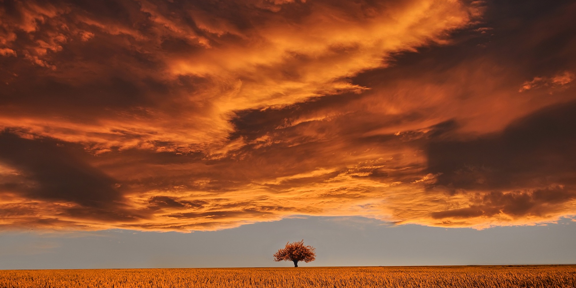 single tree in a field