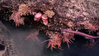 Live and dead corals