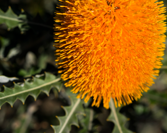Orange banksia flower