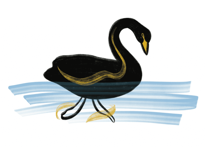 Swan graphic