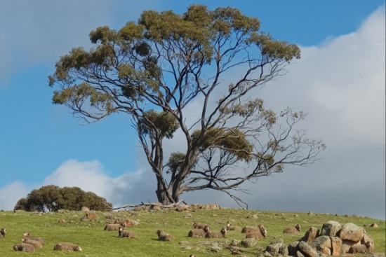 Sheep paddock with large paddock tree