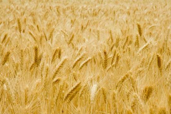 Field of golden wheat ears