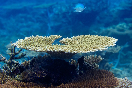 Large coral