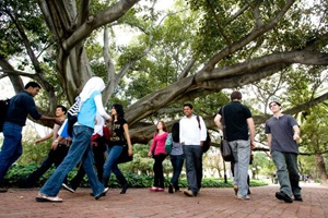 students walking past Moreton Bay Fig tree