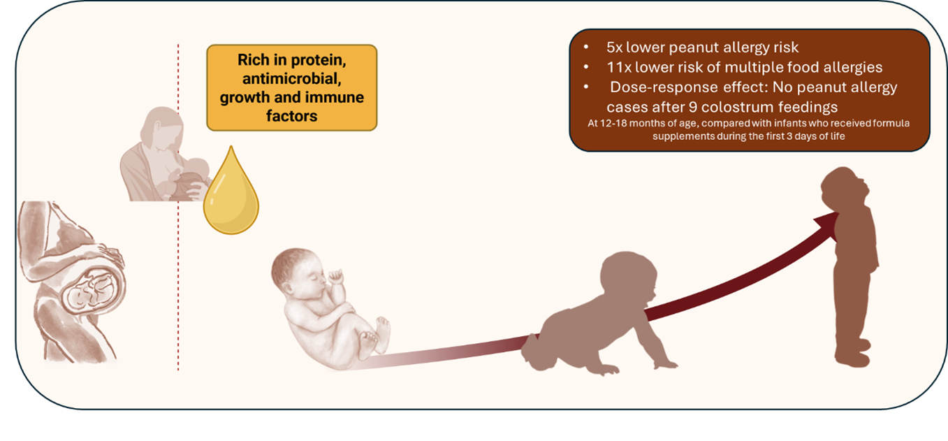 Infographic illustrating the benefits of colostrum feeding from birth through early childhood. Colostrum is described as being rich in proteins and antimicrobial, growth, and immune factors. A timeline from infancy to childhood shows that greater colostrum exposure is associated with better health outcomes. At 12–18 months of age, infants who received colostrum during the first three days of life had a fivefold lower risk of peanut allergy and an elevenfold lower risk of multiple food allergies. A dose-response effect is shown, with no peanut allergy cases observed after nine colostrum feedings, compared with infants who received formula supplements during the first three days of life.