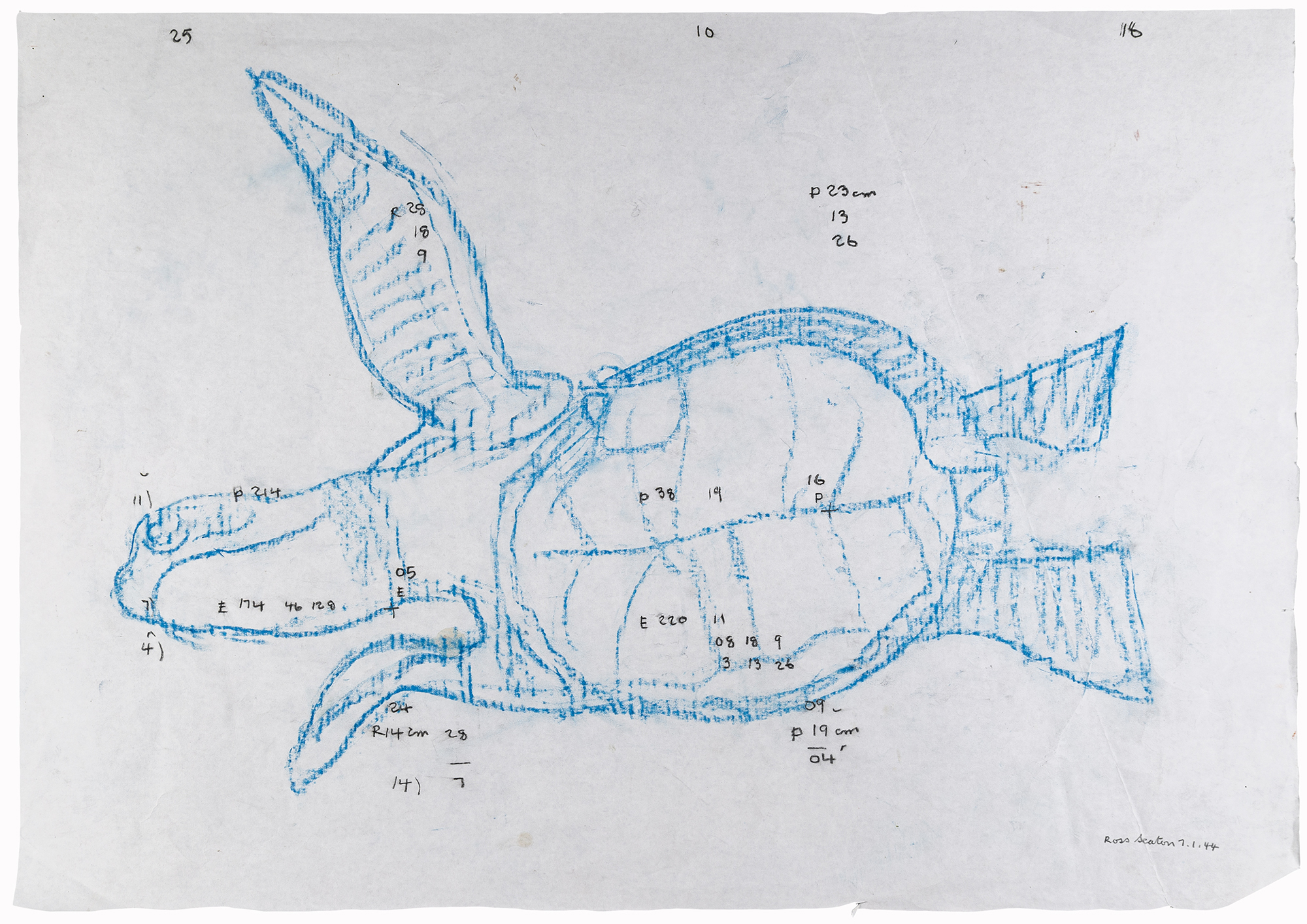 Drawing in blue pencil of a sea turtle in an unidentifiable landscape with numbers and letters scattered across the paper