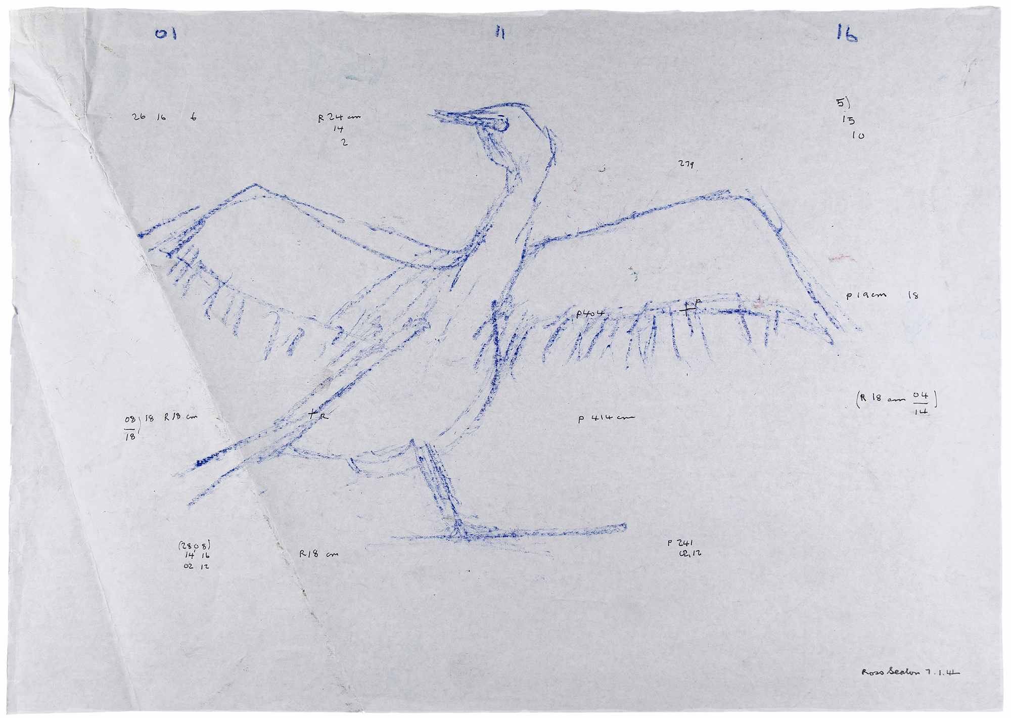 Drawing in blue pencil of a cormorant on cream paper with numbers scattered across the paper