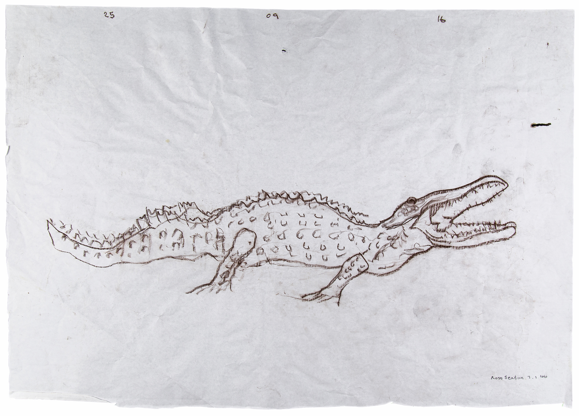 Drawing in brown pencil of a crocodile on cream paper