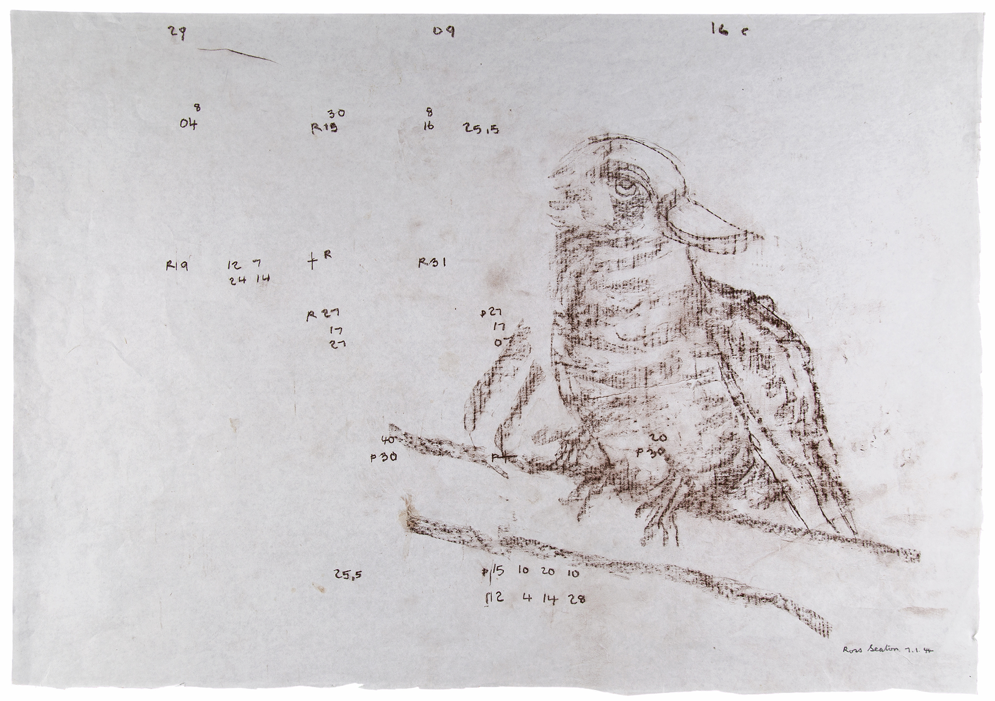 Drawing in brown pencil of a Kookaburra on a tree branch with various numbers spread across the drawing