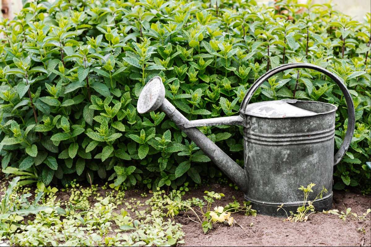 watering can