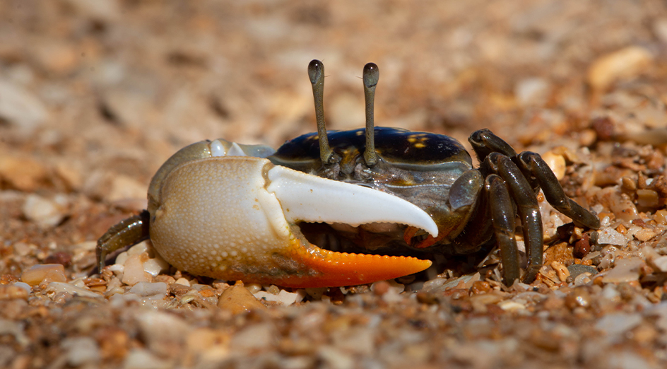 Fiddler crabs show selective attention when faced with danger