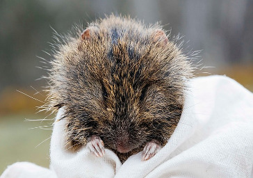 The Tooarrana, a medium-sized, short-tailed and broad-toothed native Australian rat