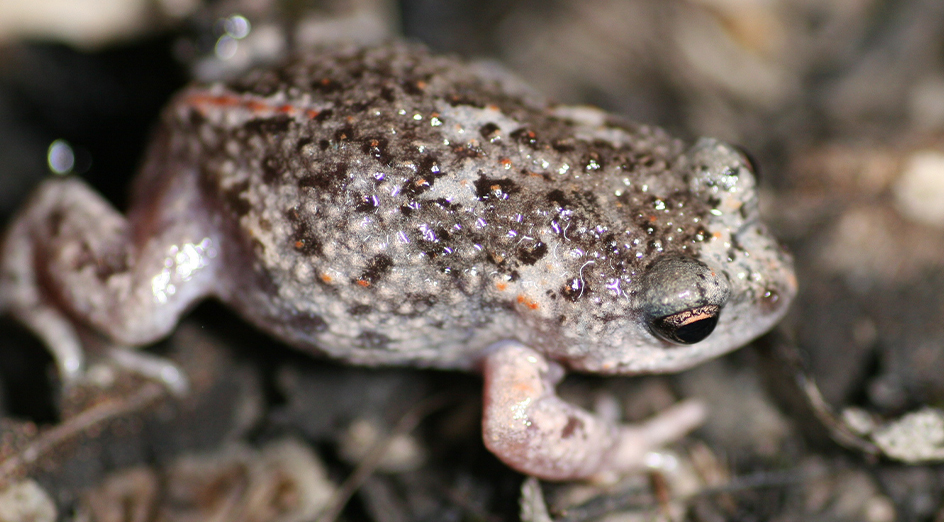 Crawling frog (Pseudophryne guentheri) at a study site. Credit: Nicki Mitchell