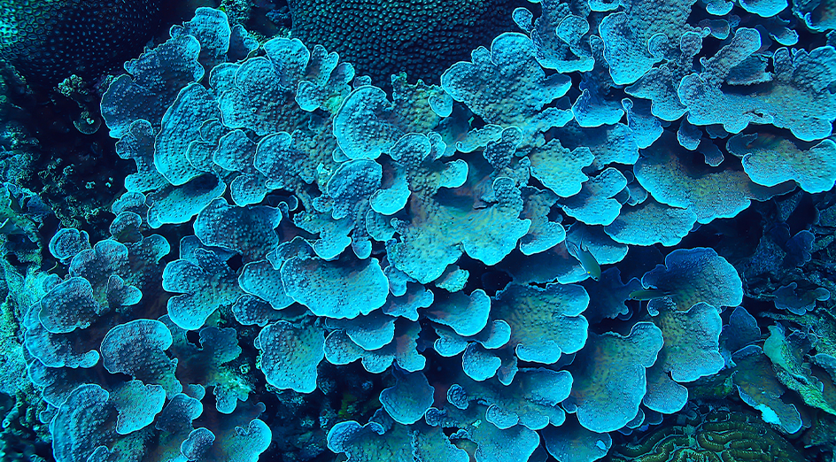 Blue coral under the sea