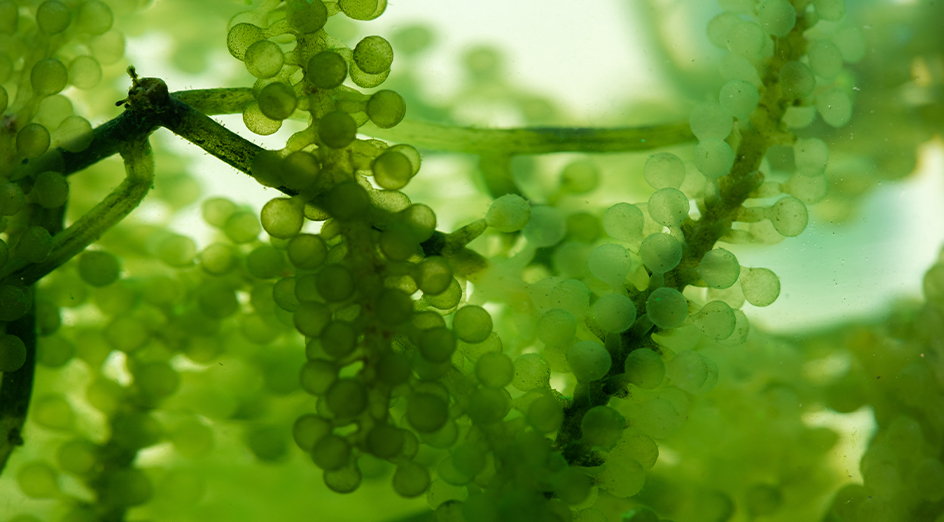 Green seabeads under the sea