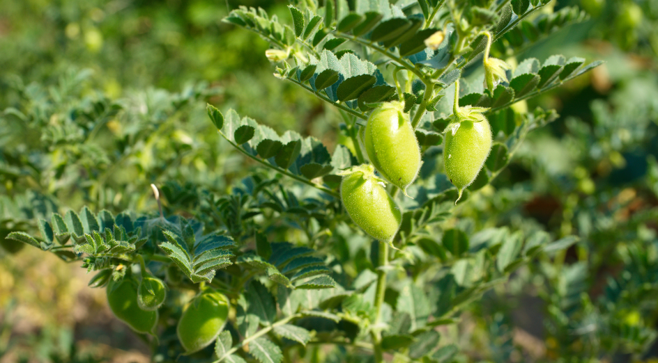 A chickpea plant in the field.