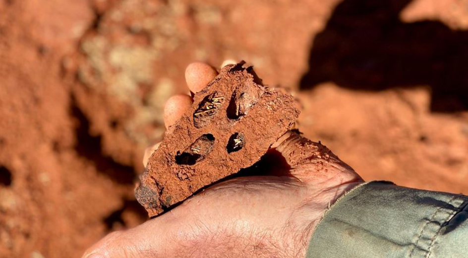 Termite chambers