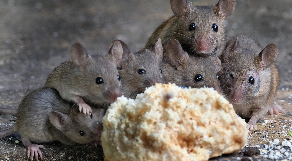 Mice and their sons eating some bread