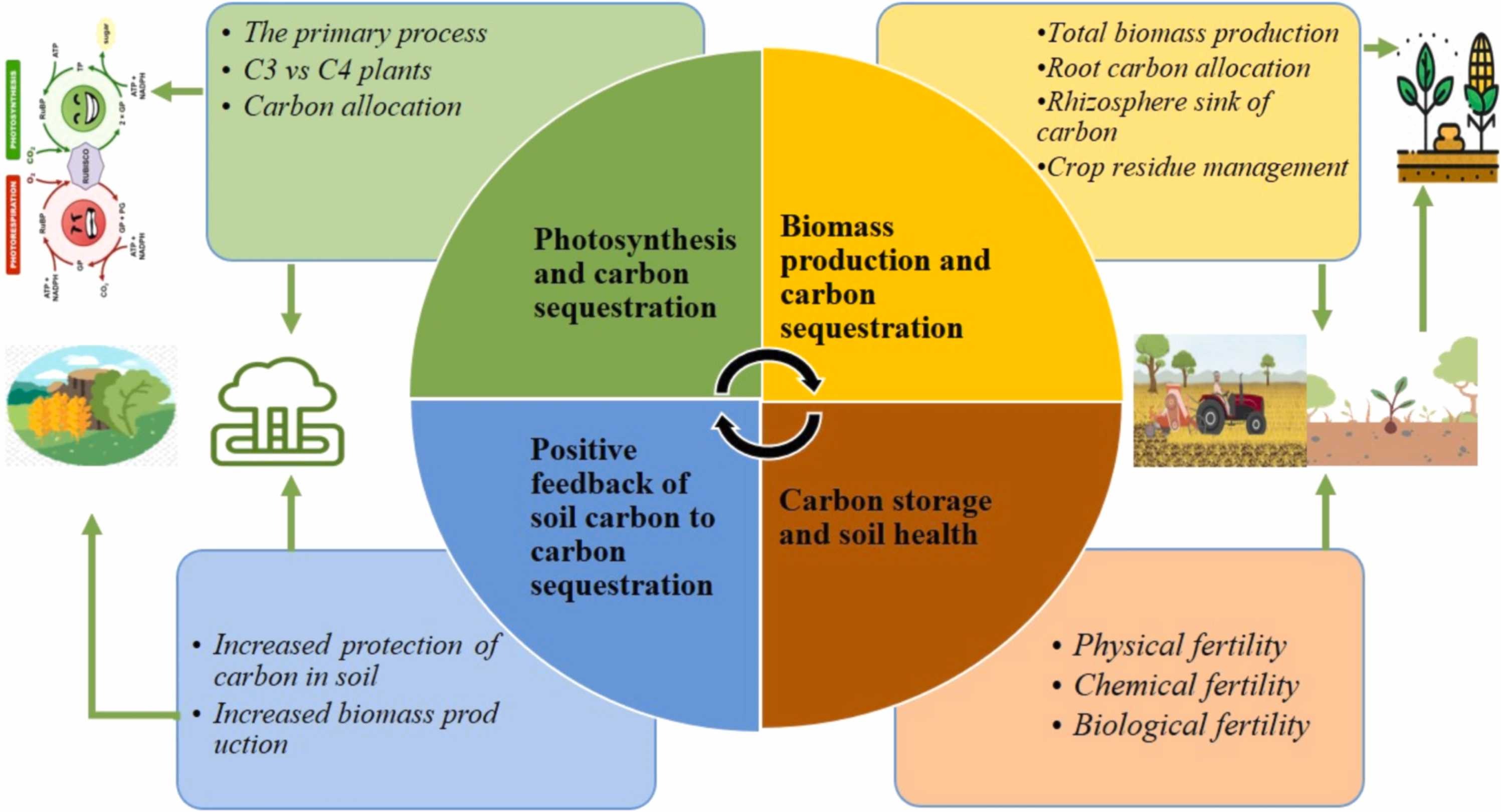 Schematic diagram illustrating the various components for enhancing crop productivity to recarbonize soil.