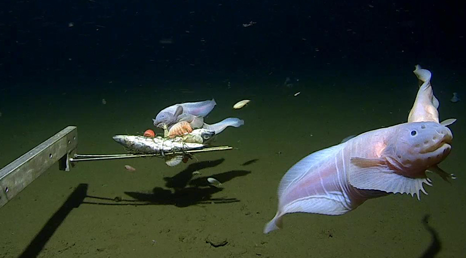 Snailfish swim deep in trenches around Japan