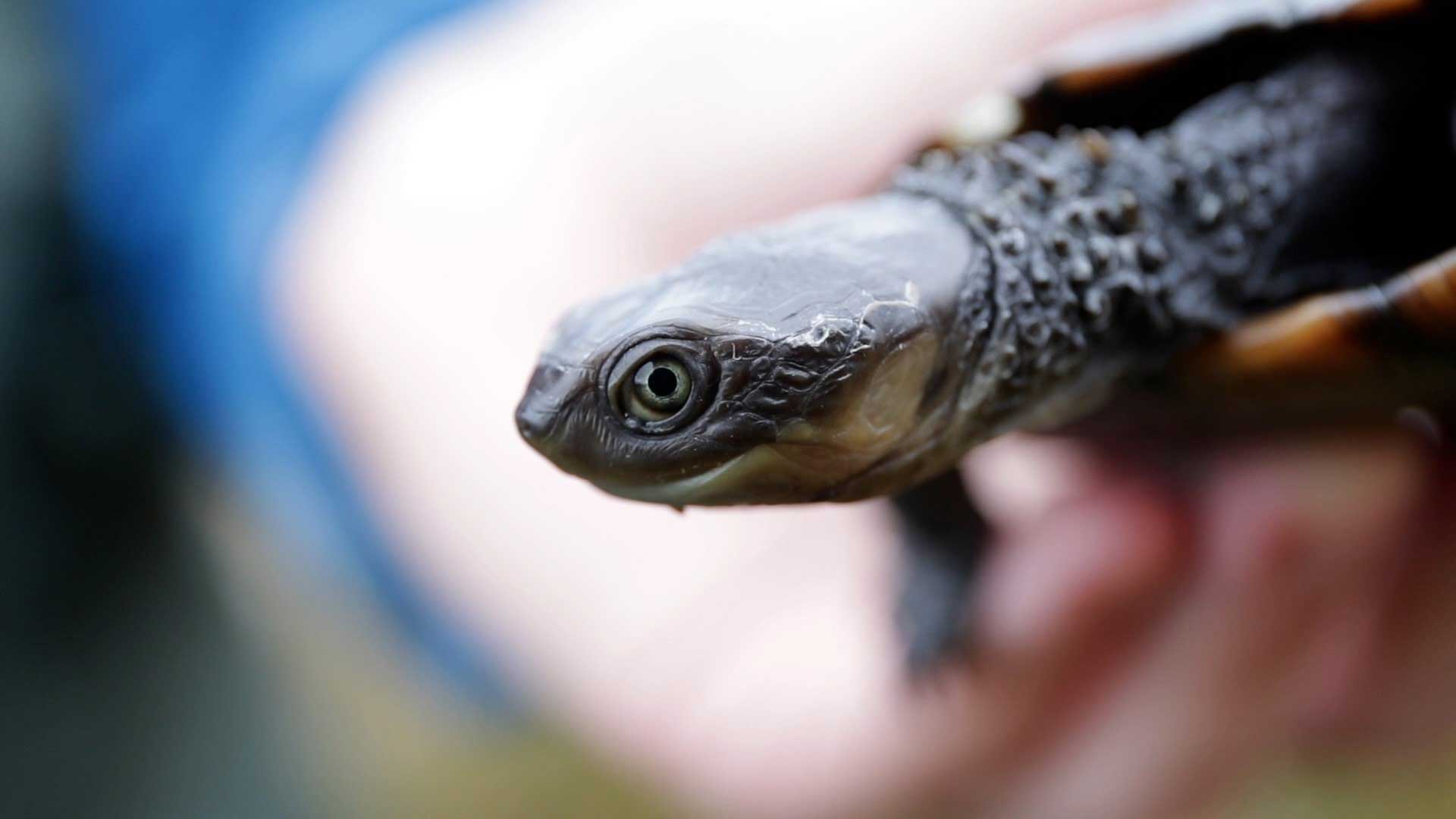 Turtle in hand