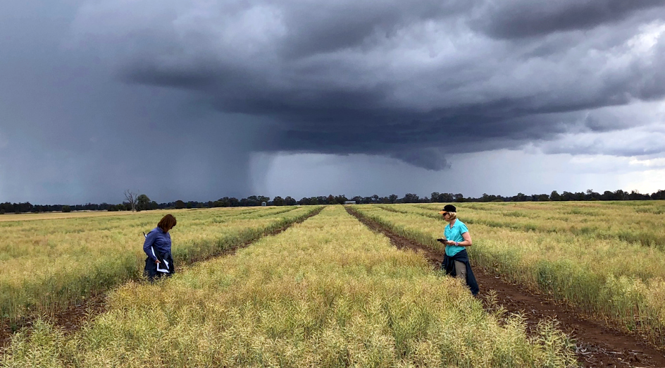 UWA canola technicians Jasenka Vuksic (left) and Roz Ezzy (right) in canola field trial near Rutherglen, VIC, assessing blackleg disease resistance. November 2018