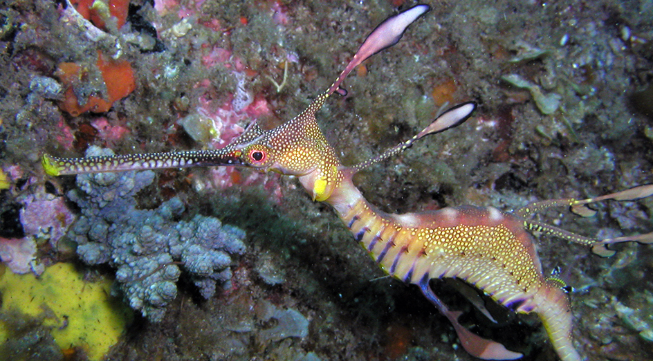 Weedy seadragon