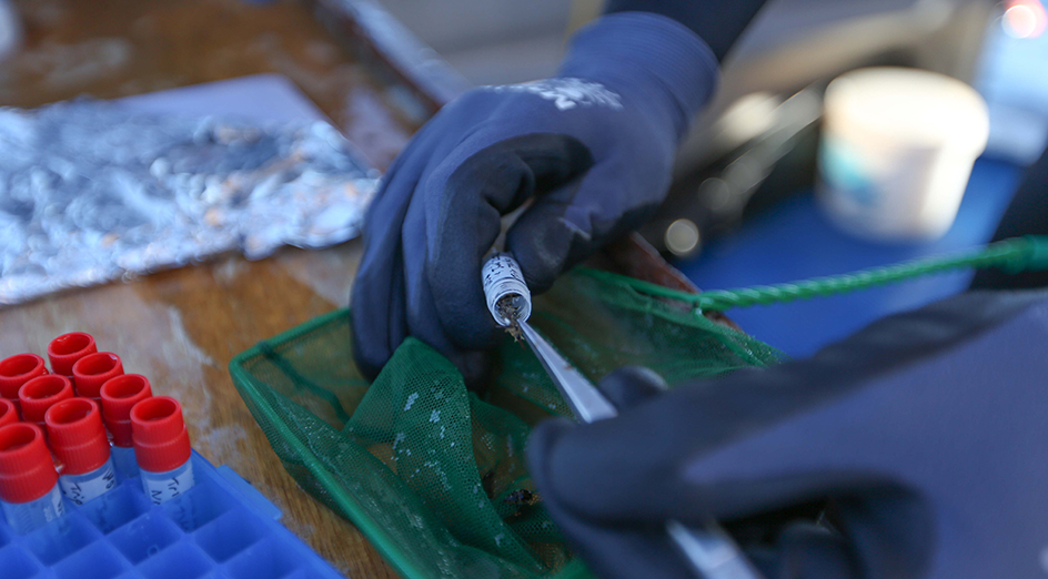 Collecting information from the skin of the whale shark